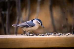 Read more about the article Feeding Birds, Part I: Bird Seed