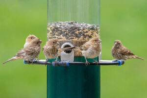Read more about the article What’s the Best Wild Bird Food to Buy?