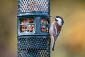 Read more about the article DIY Bird Seed Blends for Feeding Wild Birds